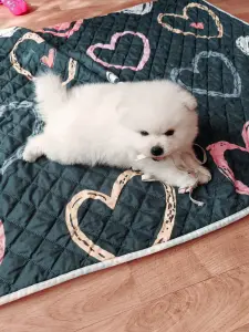 Померанский шпиц мальчик.