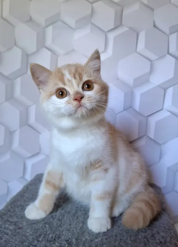 Котик породы Селкирк страйт