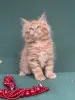 Мейн-Кун котята