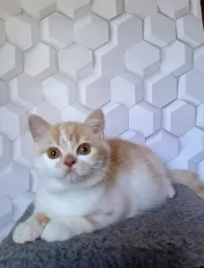 Котик породы Селкирк страйт