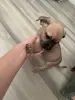 Щенок чихуахуа