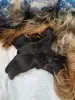Щенки Йоркширского терьера бронь