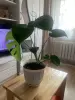 Цветок домашний Монстера