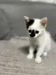 Яна