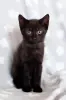 Котенок Чупик - активный позитивный малый