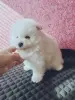 Мальчик померанский шпиц.