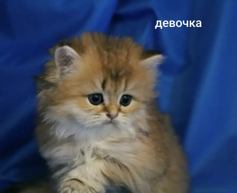 Шотландские котята