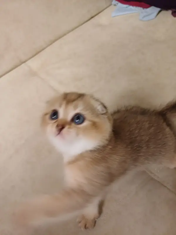 Котёнок золотая шиншилла.