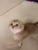 Котёнок золотая шиншилла.