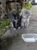 Умные котята