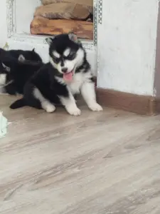Хаски