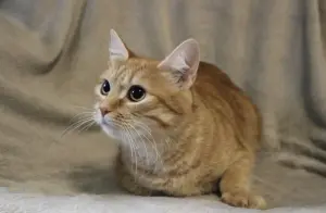 Кот Персей в добрые руки
