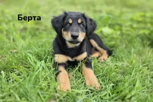 Милые щеночки в дар