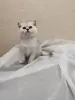 Шотландский котенок