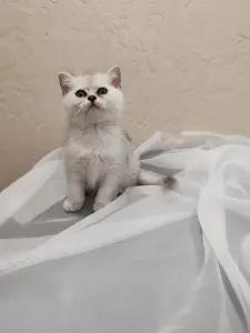 Шотландский котенок