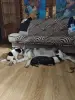 Щенки