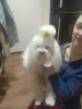 Щенок мальтийской болонки