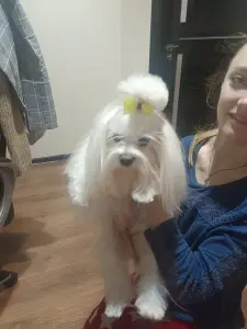 Щенок мальтийской болонки
