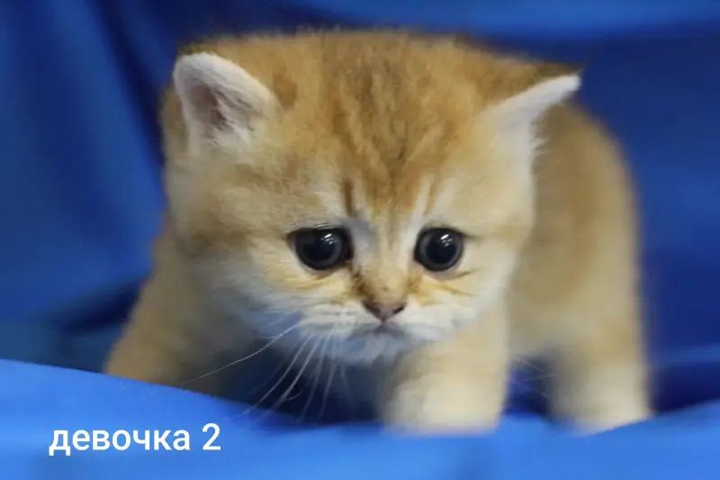 Шотландские котята
