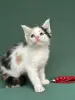 Мейн-Кун котята