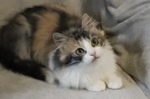 Кошка Миса в добрые руки