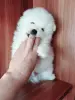 Белоснежный мальчик померанского шпица