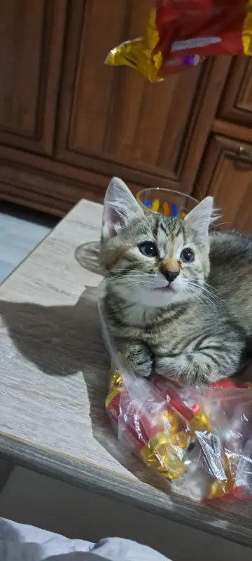 Котята,3 месяца.