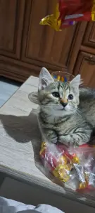 Котята,3 месяца.