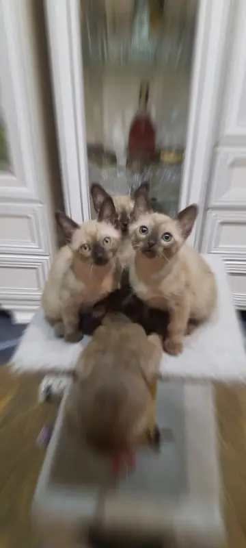 Котята Бурмы