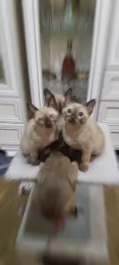 Котята Бурмы