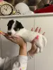 Чистокровные щенки Джек рассел терьера