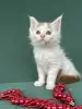 Мейн-Кун котята
