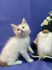 Мейн-Кун котята