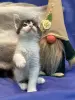 Мейн-Кун котята