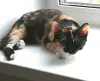 Котенок Миса в добрые руки