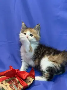 Мейн-Кун котята