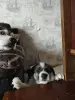 Щенки