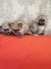Щенки померанского шпица