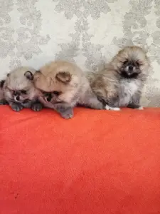 Щенки померанского шпица