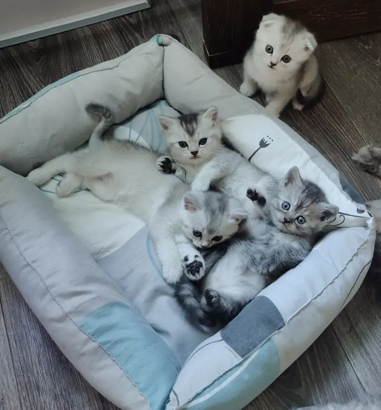 Шотландские котята