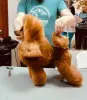 Щенки той, миниатюрный пудель