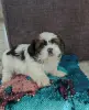 Продаеся щенок ши-тцу.