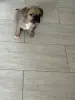 Щенок чихуахуа