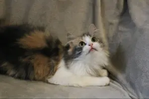 Кошка Миса в добрые руки