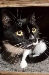 Кошка ищет дом