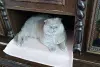 Василий - шотландский вислоухий лиловый кот