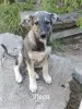 Щенки