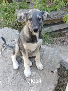Щенки