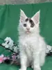 Мейн-Кун котята