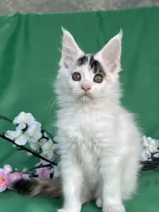 Мейн-Кун котята
